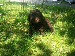 CHOCOLATE WITH BRINDLE HIGHLIGHTS