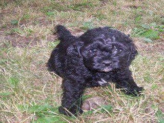 BLACK WITH SOME WHITE