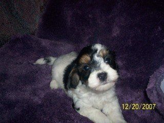 TRI  WHITE/BLACK/TAN