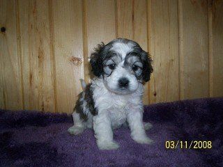 TRI SABLE WHITE/BLACK/GRAY