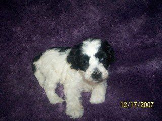 TRI  WHITE/BLACK/TAN