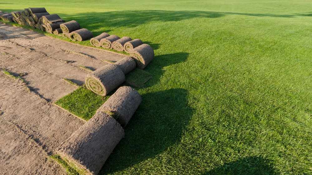 Rolls of Sod Are Partially Unrolled on a Lawn — Banksia Turf In Harrington, NSW
