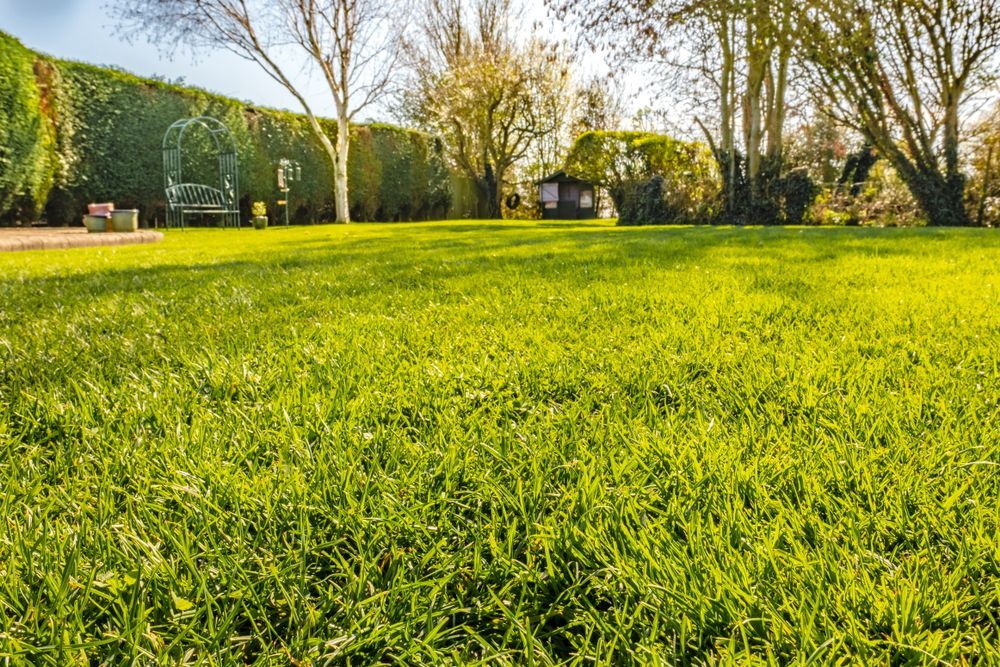 Sunny Garden With Vibrant Green Grass — Banksia Turf In Harrington, NSW