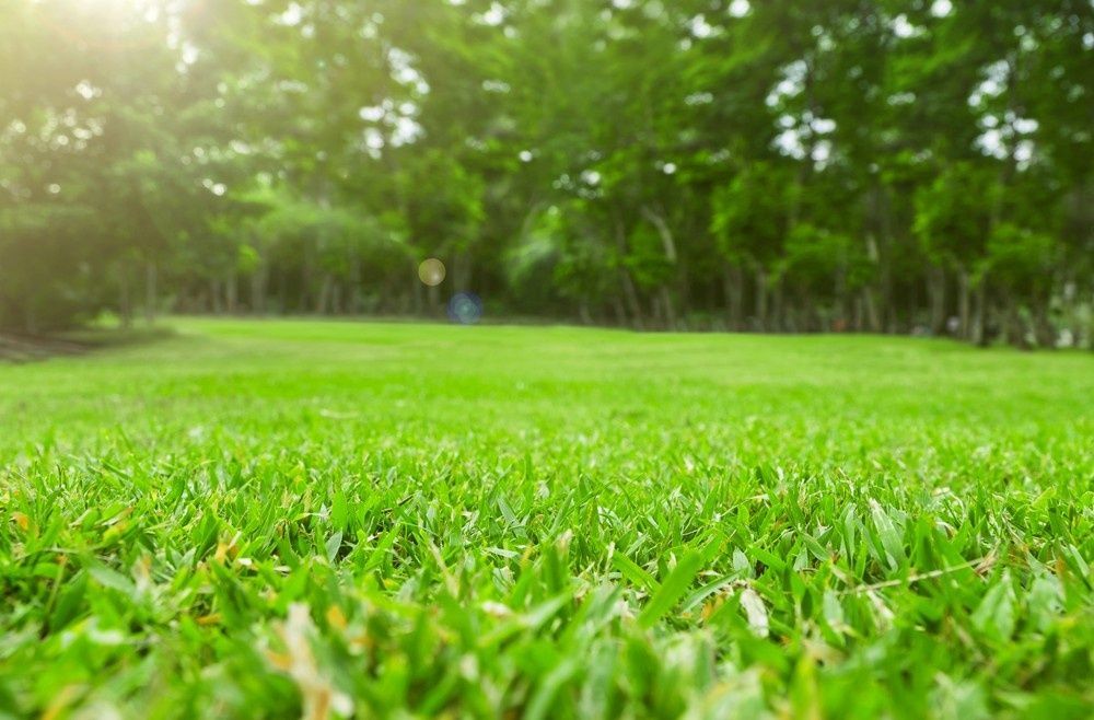 Lush Green Lawn with A Row of Trees in The Background, Sunny Day — Banksia Turf in Gloucester, NSW