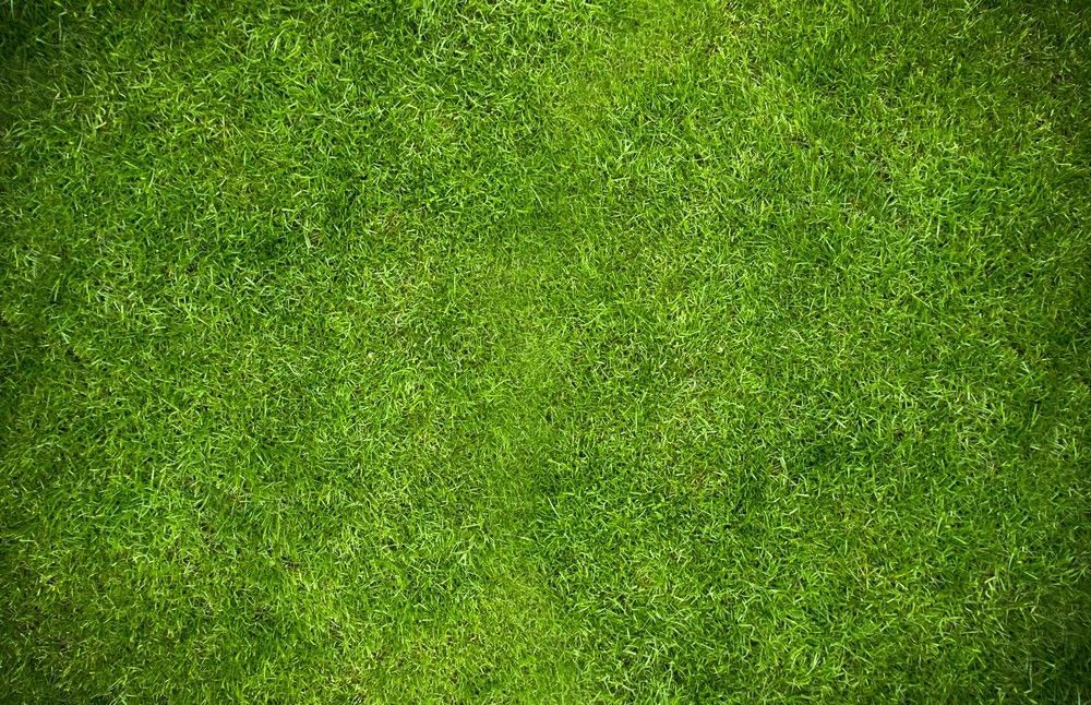 Lush, Green Grass, Close-Up View, Full Frame — Banksia Turf in Wingham, NSW