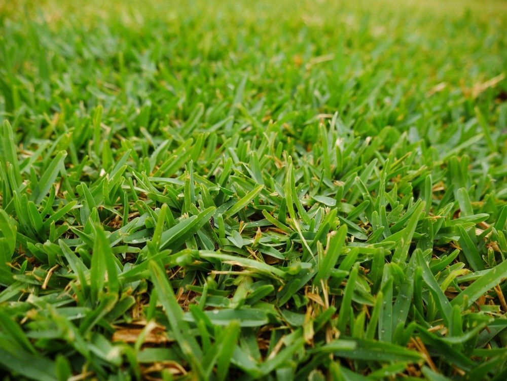 Close-Up of Vibrant Green Grass Blades — Banksia Turf in Gloucester, NSW