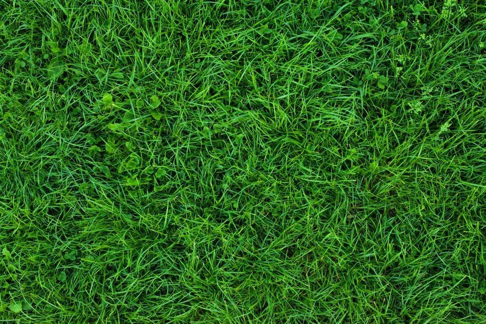 Lush Green Grass, Close-Up View — Banksia Turf in Forster, NSW