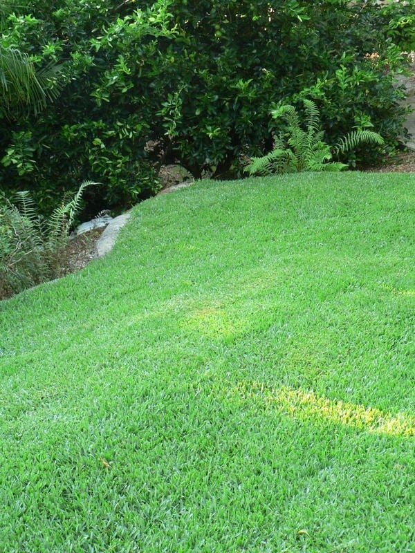 Lush Green Grass Covers a Gently Sloping Hill — Banksia Turf in Upper Lansdowne, NSW