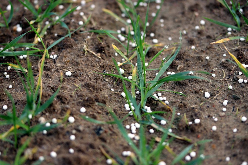 Young Green Plants Sprout From Dark Soil — Banksia Turf in Upper Lansdowne, NSW