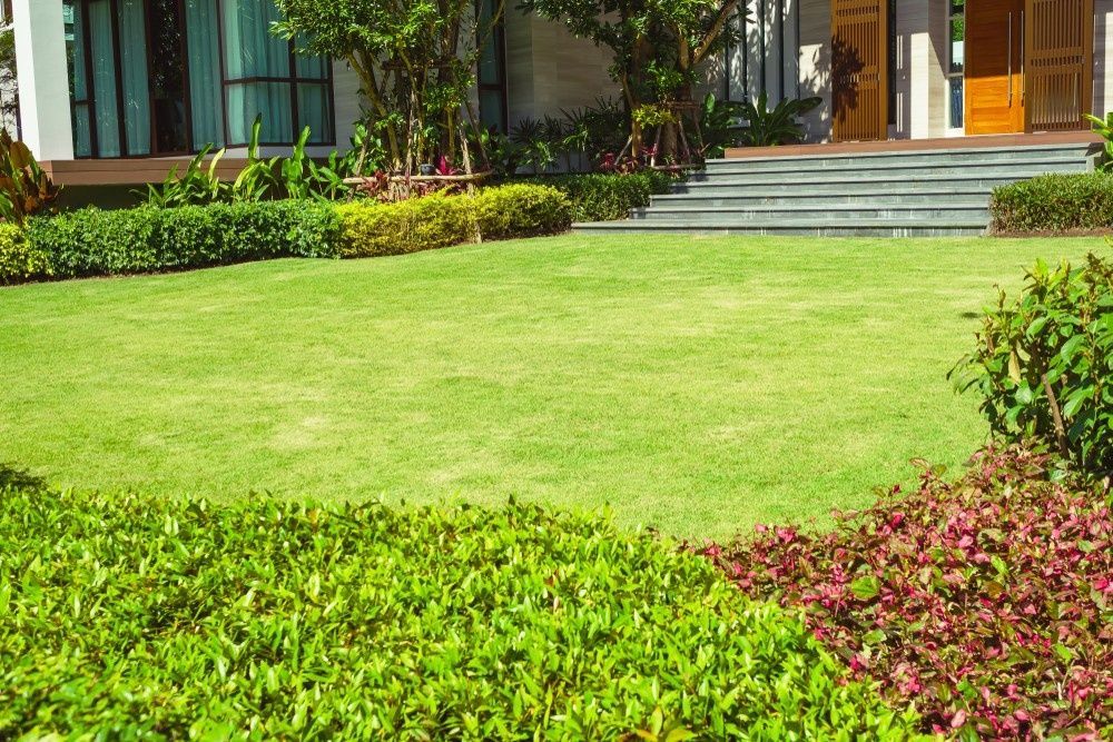 Well-Manicured Lawn is Framed by Lush Green Shrubs — Banksia Turf In Smiths Lake, NSW