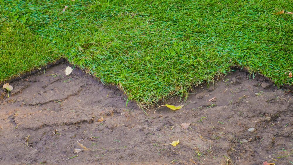 Freshly Laid Sod on a Lawn With Green Grass — Banksia Turf In Wauchope, NSW