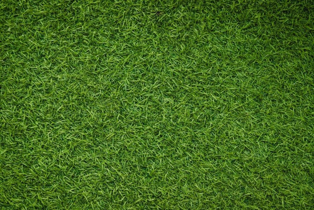 Close-Up of Lush, Vibrant Green Grass Covering a Lawn — Banksia Turf in Wingham, NSW