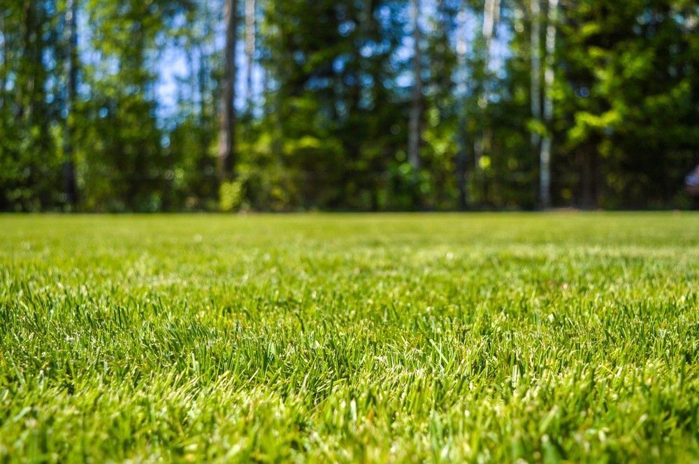 Lush Green Grass Field with Blurred Trees — Banksia Turf in Wingham, NSW