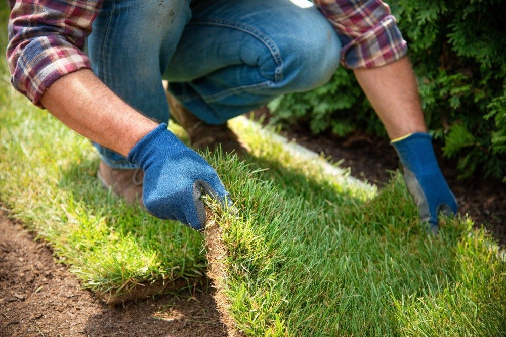 A Person Carefully Lays Down Fresh Sod on Soil — Banksia Turf In Smiths Lake, NSW