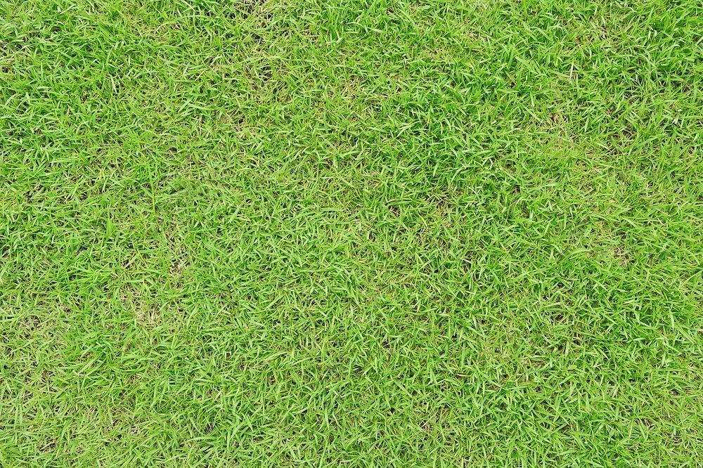 Lush Green Grass Covering a Lawn, Viewed from Above — Banksia Turf in Taree, NSW