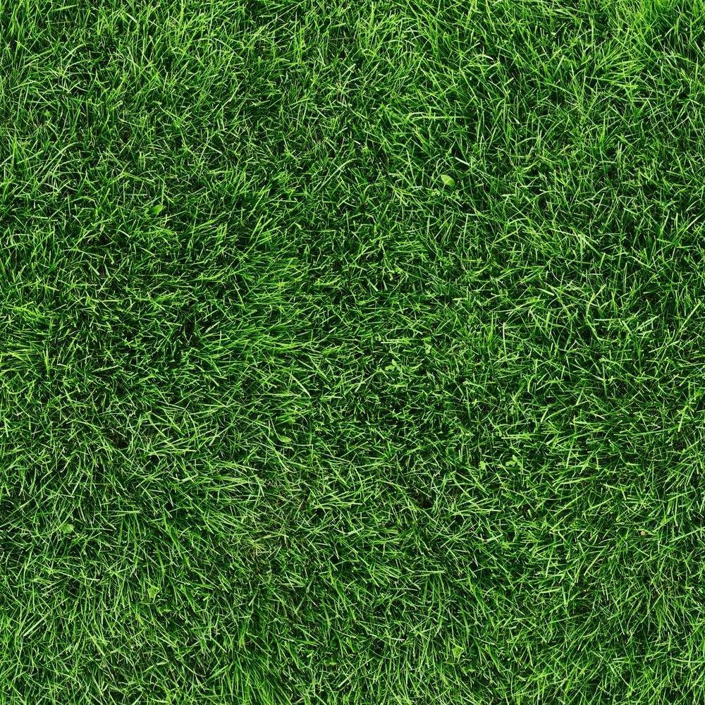 Green, Lush Grass Texture — Banksia Turf in Taree, NSW