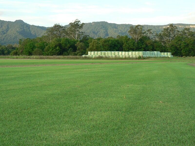 Wide Open Field With Lush Green Grass — Banksia Turf in Upper Lansdowne, NSW
