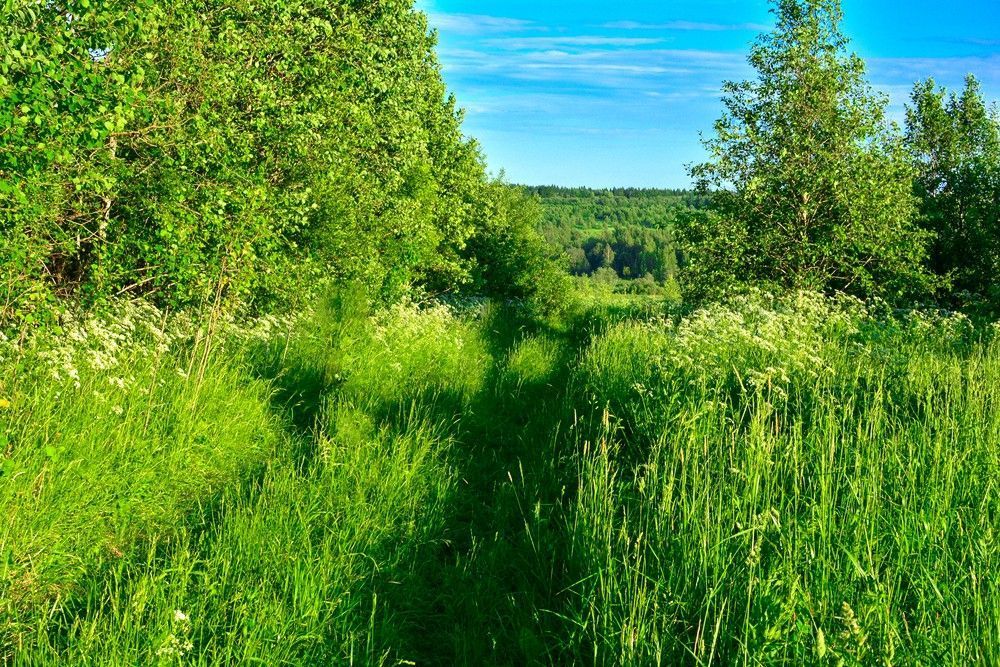 Lush Green Field With Tall Grass — Banksia Turf In Lake Cathie, NSW