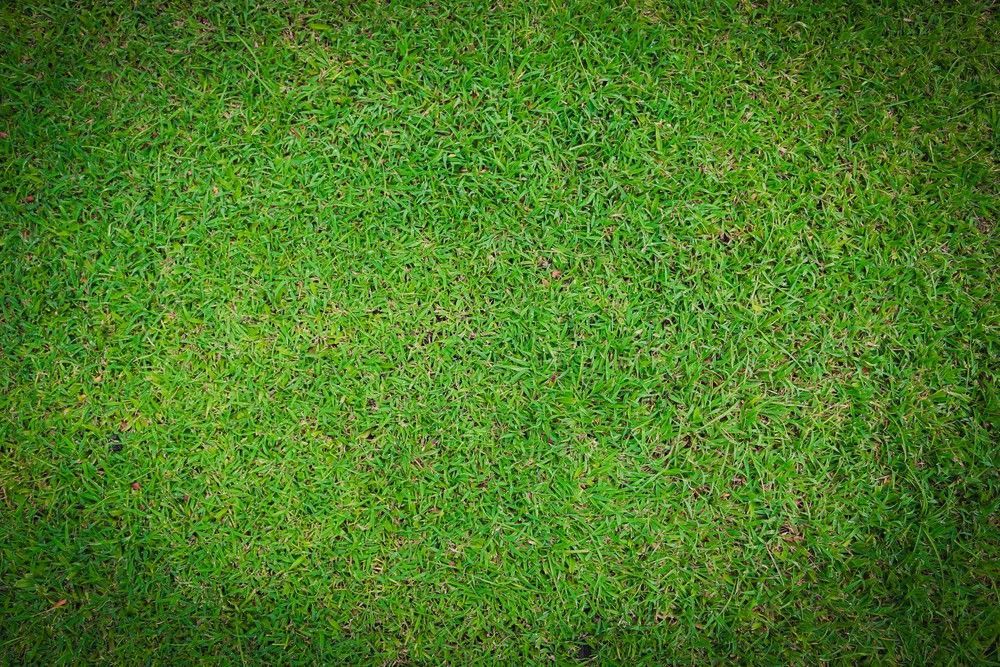 Vibrant Green Grass Lawn With a Dense, Even Texture — Banksia Turf In Lake Cathie, NSW