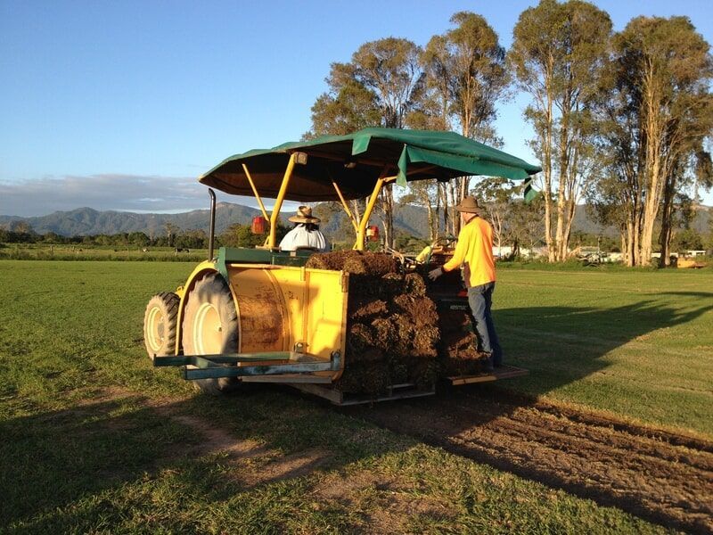 Replacing New Turf — Banksia Turf in Upper Lansdowne, NSW