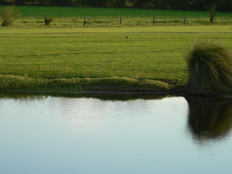 Turf Laid on Large Landscape — Banksia Turf in Upper Lansdowne, NSW