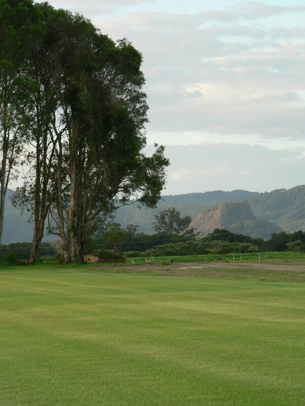 Landscape With Tall Trees on a Vast, Grassy Field — Banksia Turf in Upper Lansdowne, NSW
