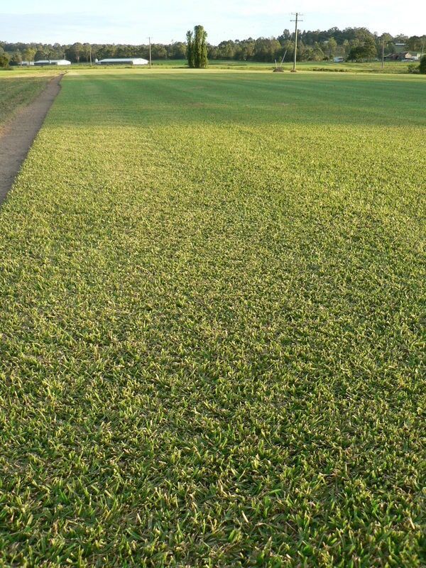 Green Grassy Field Under a Clear Sky — Banksia Turf in Upper Lansdowne, NSW