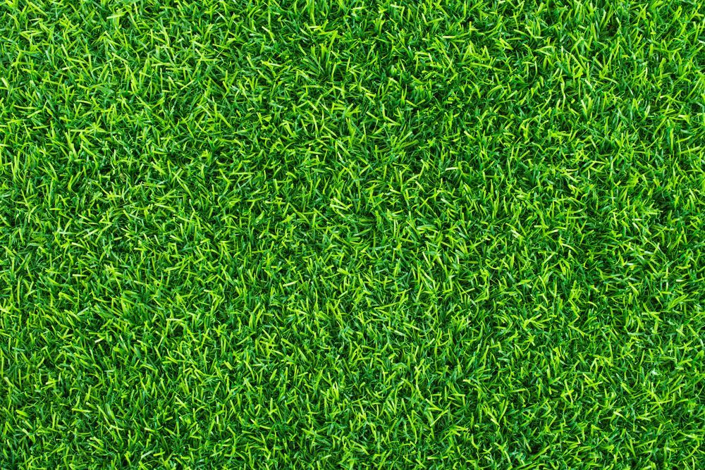 Vibrant Green Grass, Tightly Packed and Uniformly Textured — Banksia Turf In Tuncurry, NSW