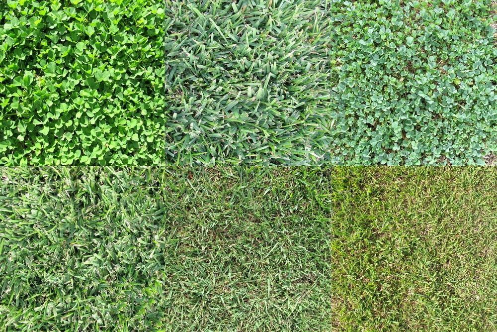 Six Patches of Different Green Ground Covers — Banksia Turf in Taree, NSW