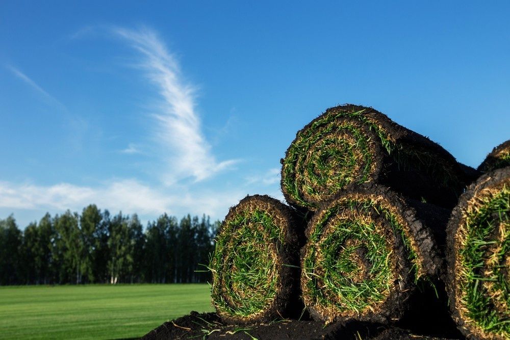 Rolls of Freshly Cut Sod Stacked Outdoors Against a Blue Sky — Banksia Turf in Forster, NSW