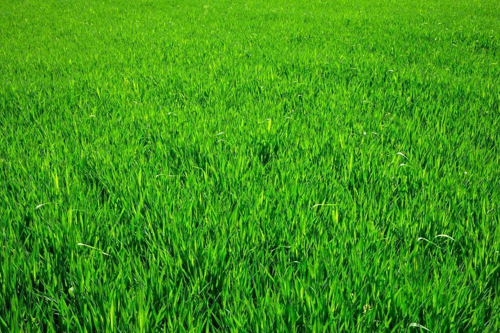A Lush, Vibrant Green Field of Grass — Banksia Turf In Bulahdelah, NSW