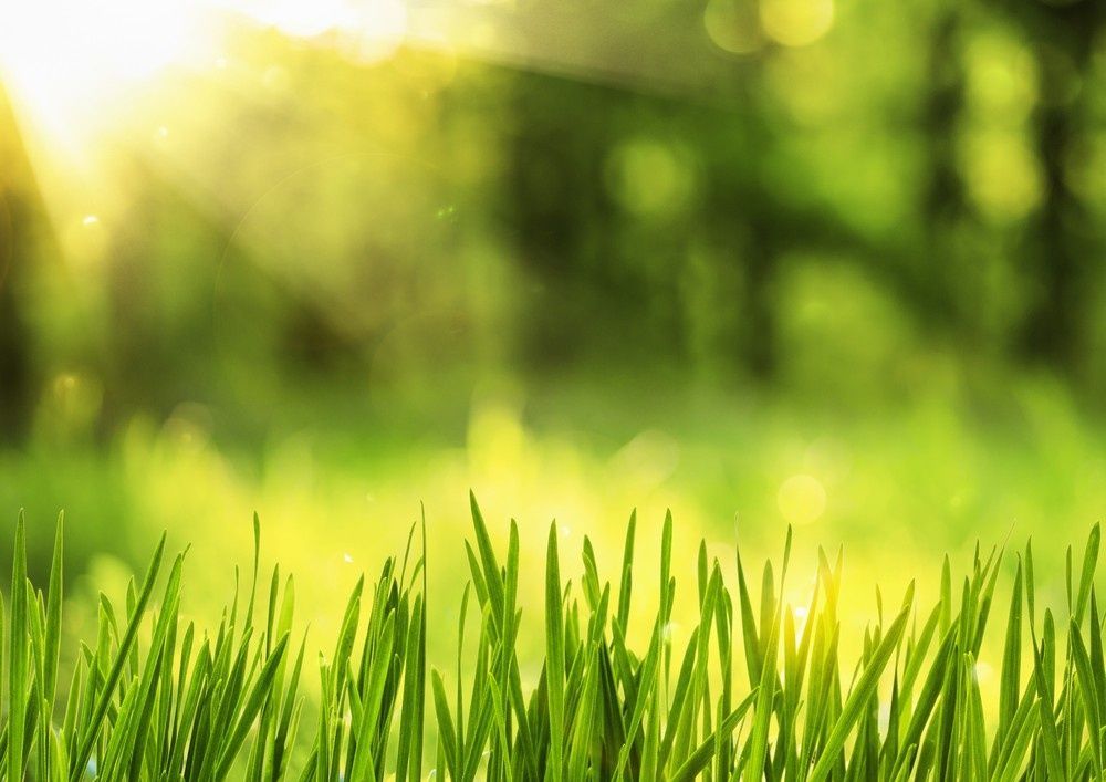 Bright Green Grass with Sunlight Streaming Through a Blurred Green Background — Banksia Turf in Port Macquarie, NSW