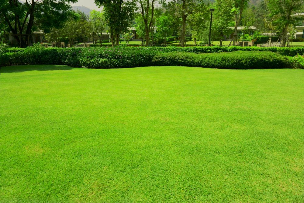 Lush Green Lawn Bordered by a Row of Dense Bushes — Banksia Turf In Laurieton, NSW