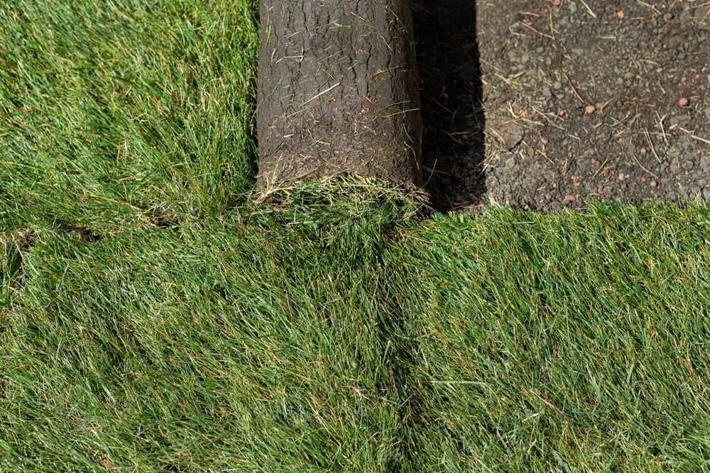 Freshly Laid Roll of Sod is Partially Unrolled on a Lawn — Banksia Turf In Tuncurry, NSW