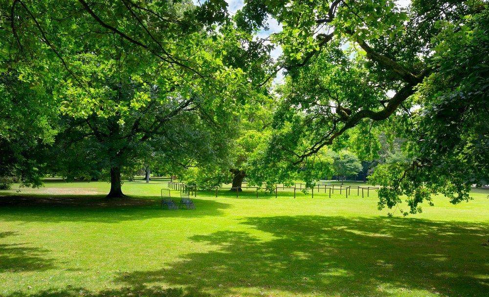 Lush Green Park with Trees Casting Shadows on Grass — Banksia Turf in Port Macquarie, NSW