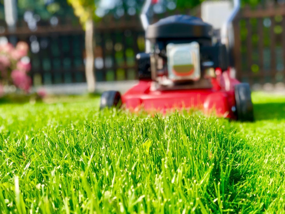 Vibrant Green Grass Being Mowed by a Red Lawnmower — Banksia Turf In Laurieton, NSW