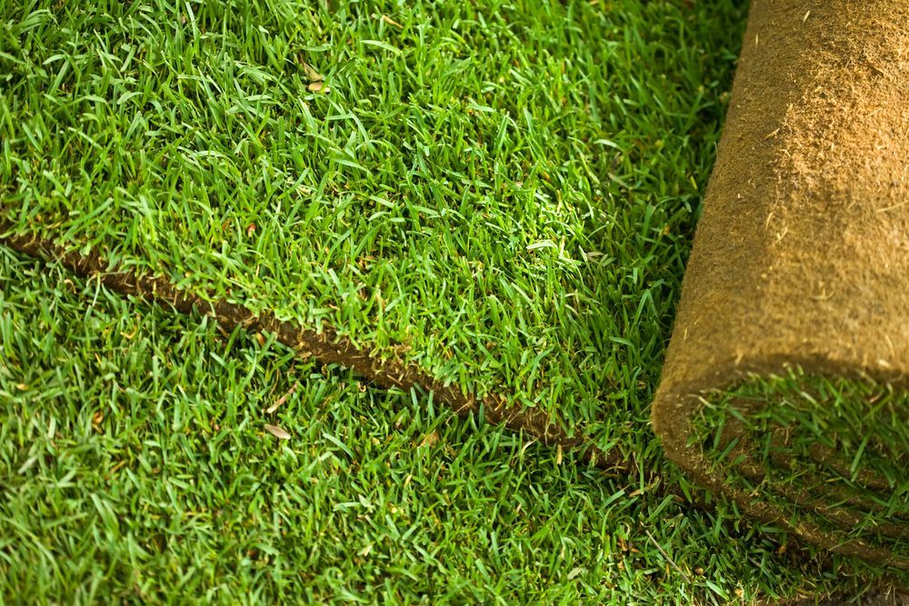 Roll of Fresh Green Sod is Partially Unrolled — Banksia Turf In Harrington, NSW