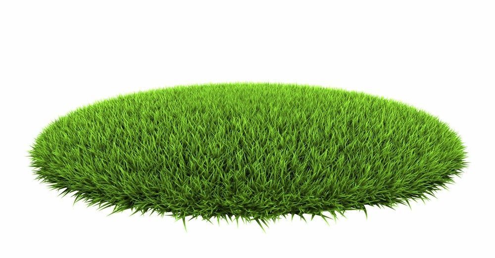 Oval-Shaped Patch of Vibrant Green Grass Against a White Background — Banksia Turf in Forster, NSW