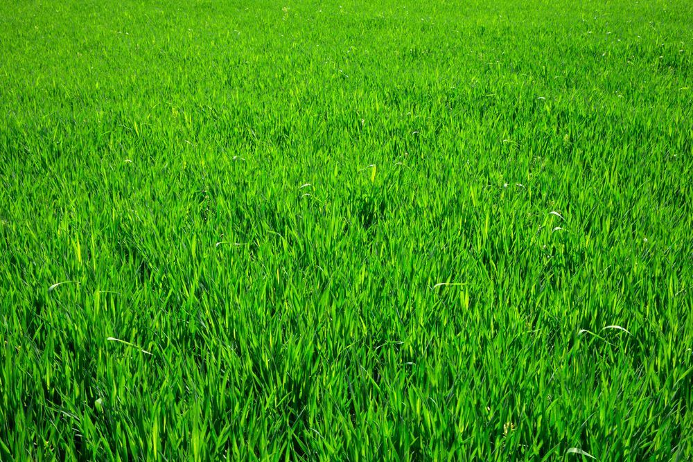 Vibrant Green Field of Grass — Banksia Turf In Wauchope, NSW