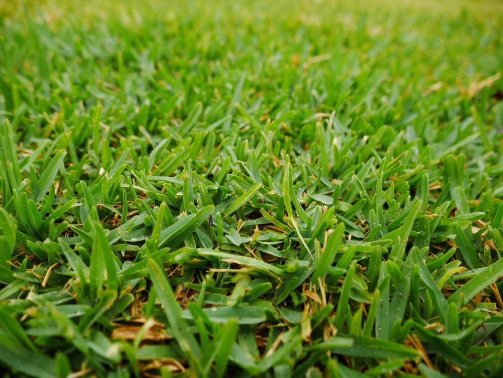 Green Grass Blades Growing Densely — Banksia Turf In Laurieton, NSW