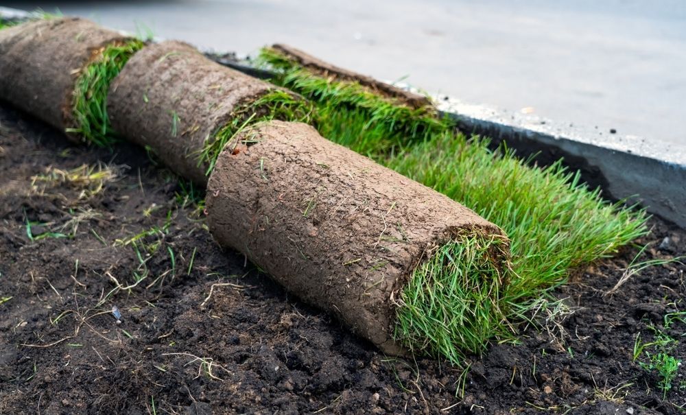 Rolls of Sod Are Partially Unrolled on Dark Soil Beside a Sidewalk — Banksia Turf In Wauchope, NSW