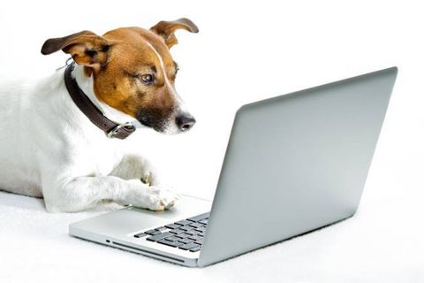 dog working on a laptop