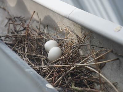 A bird nest with two eggs in it
