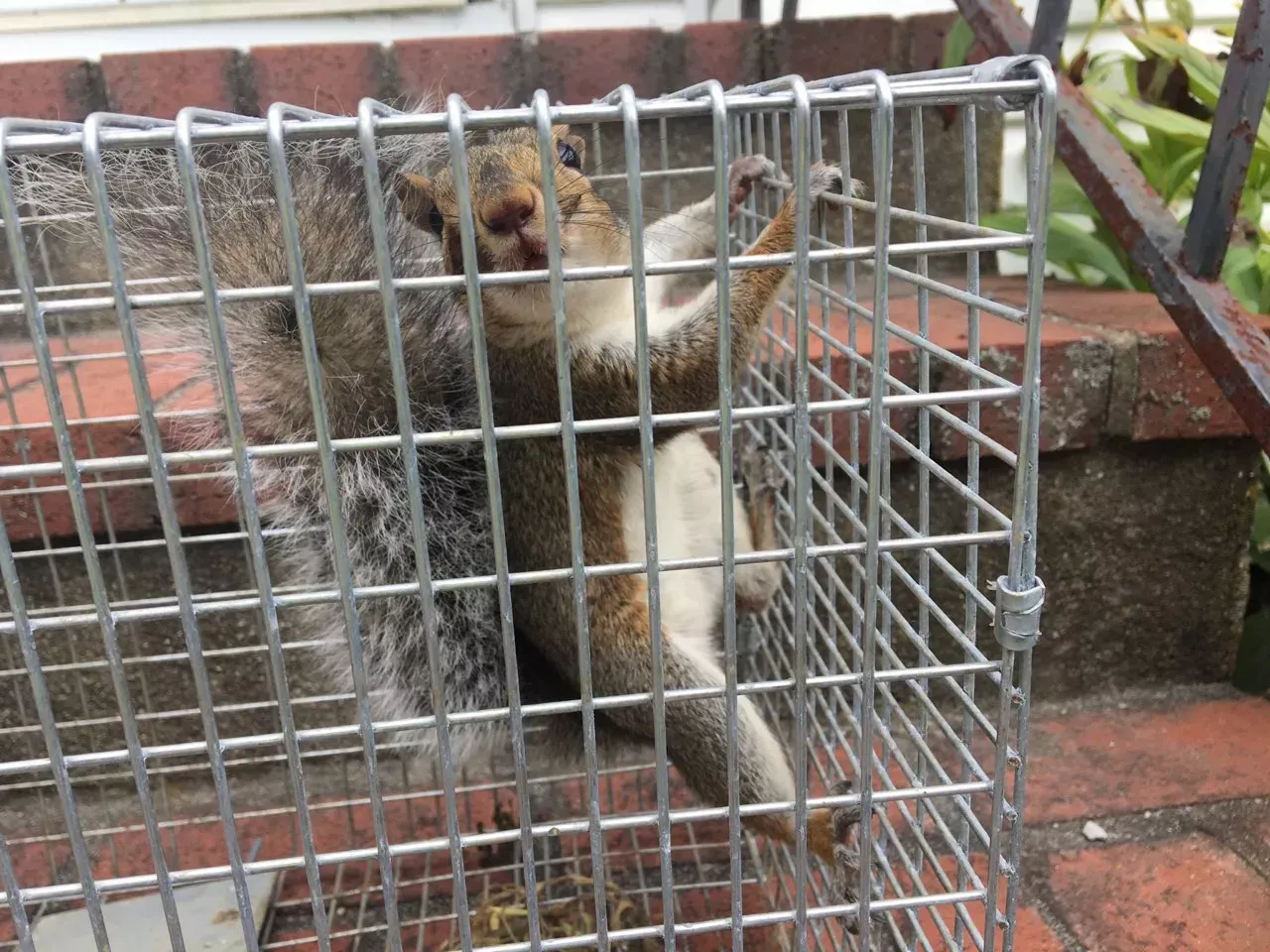 Squirrel trapped in a metal cage outdoors. It appears stressed, clinging to the top of the cage.