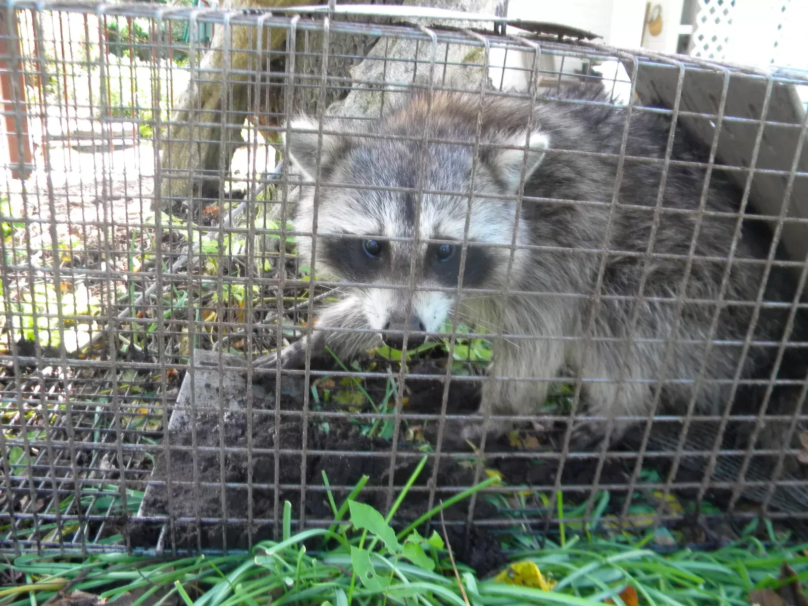 Raccoon trapped in a cage, looking at the camera. Outdoors with grass and a tree in background.