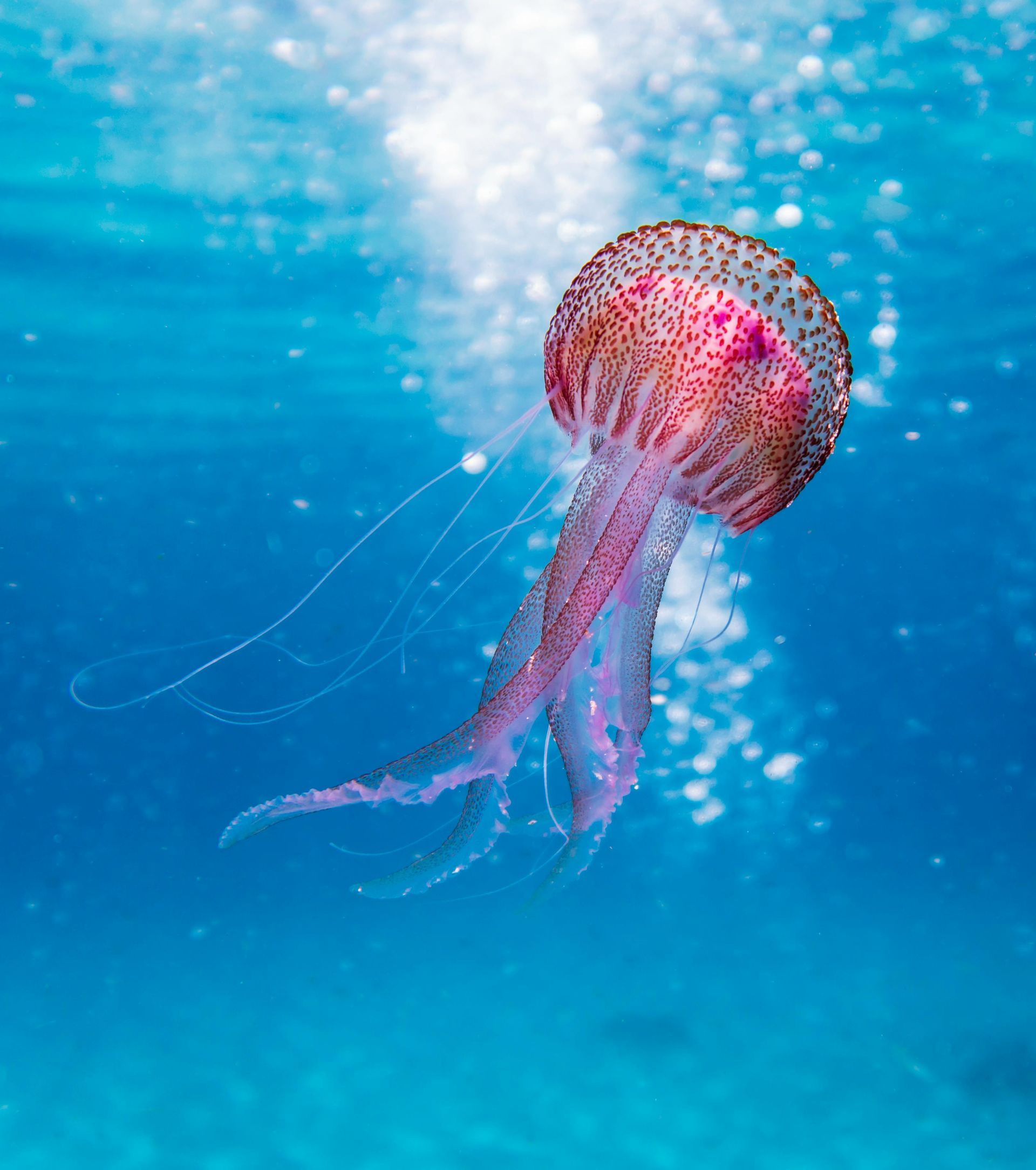 jellyfish floating in the ocean