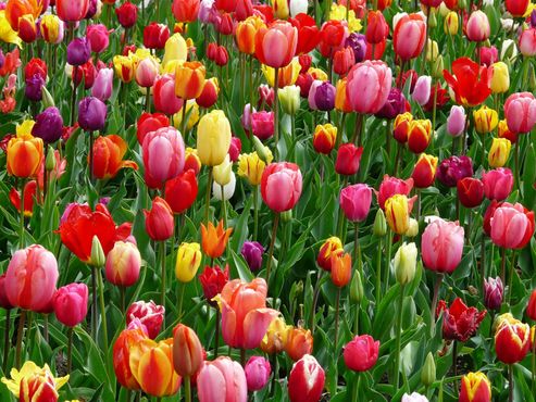 image of a field of tulips