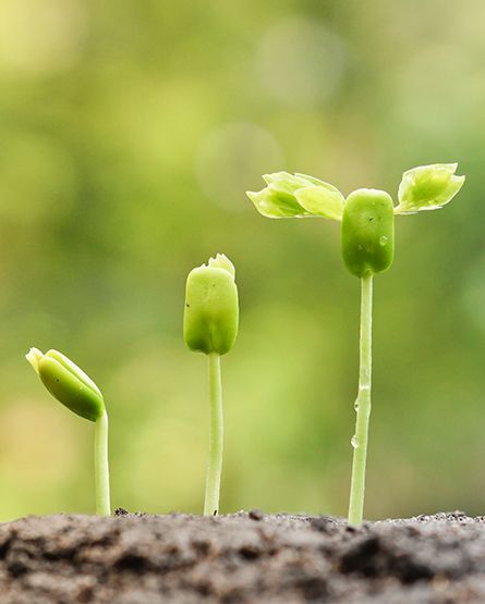 Three small green plants are growing out of the ground.