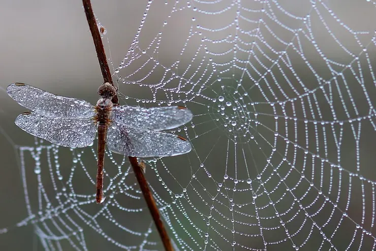 Una libellula è posata su un piccolo ramo di fronte a una ragnatela