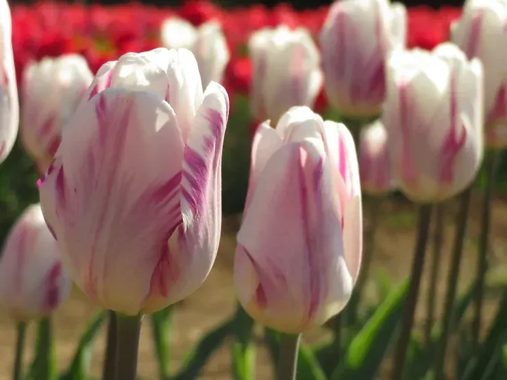 Un mazzo di tulipani rosa e bianchi cresce in un campo